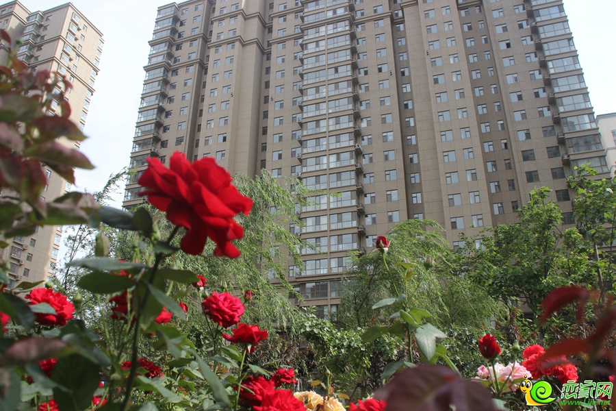 上都名苑价格暴跌，市场变化下的楼市观察