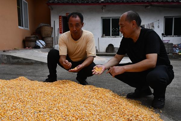 中江辑庆镇最新新闻报道概览