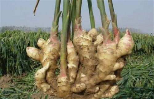 大姜高产栽培技术的最新研究与实践成果分享