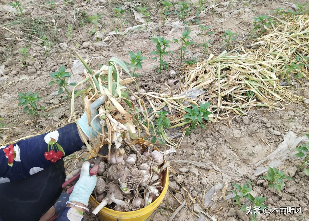 金乡今日蒜苔价格行情及分析速递