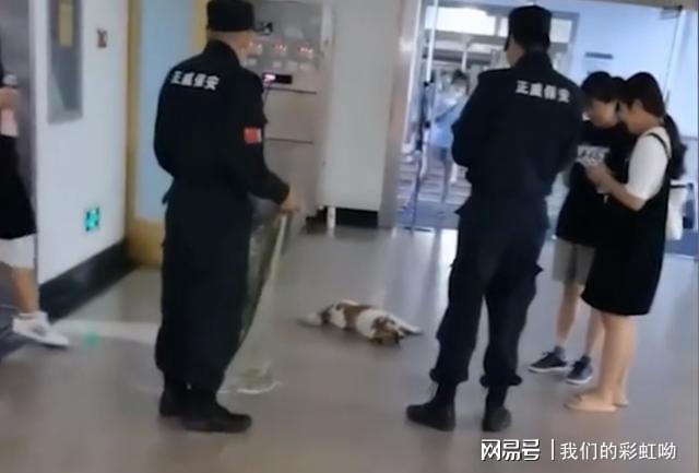 高校保安打死幼犬事件引发关注，主人发声，呼唤正义与反思