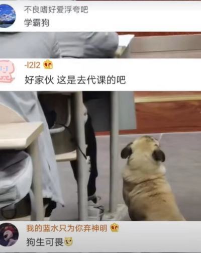 高校保安打死幼犬事件引发关注，主人发声，维权步骤指南