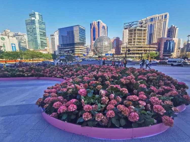 徐家汇最新消息，繁华商圈的新动态与发展趋势揭秘