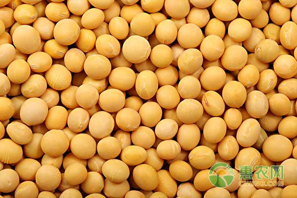 大豆价格最新行情走势深度解析
