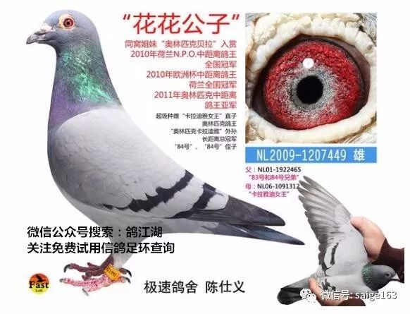 邓文敏最新鉴鸽视频，科技前沿的高科技产品深度解析