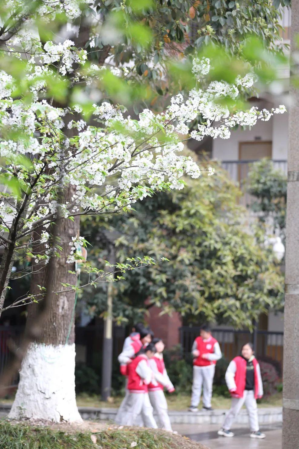 华为最新款手机探寻之旅，时代印记与科技先锋之旅。