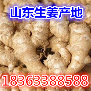 生姜价格最新动态更新