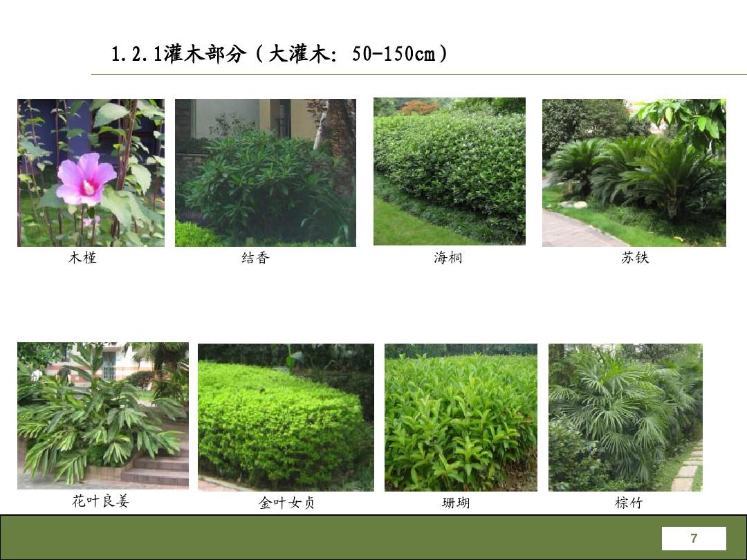 最新园林植物,最新园林植物大揭秘🌿🌸