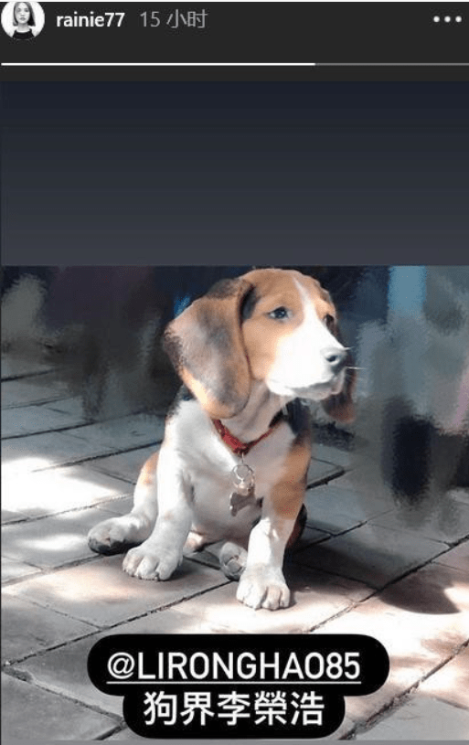 犬界嘉年华，跨犬种比赛视频与小巷特色小店的奇妙碰撞