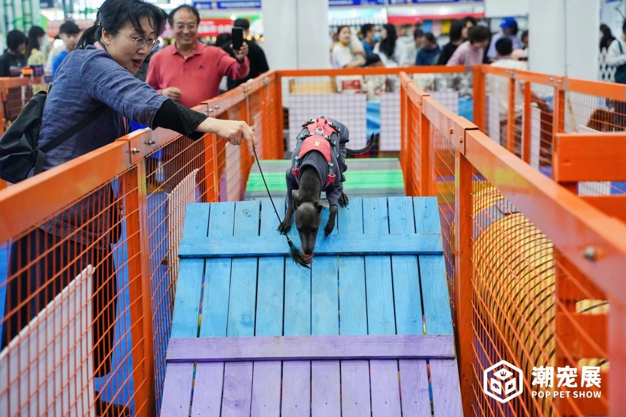科技盛宴！犬界新纪元，狗迷宫比赛下载体验