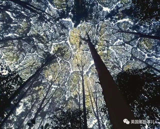 闪银新版，自然美景探险之旅开启