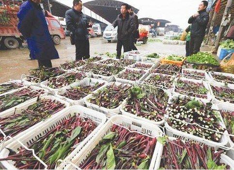 白沙洲蔬菜情缘，最新批发价格行情解析
