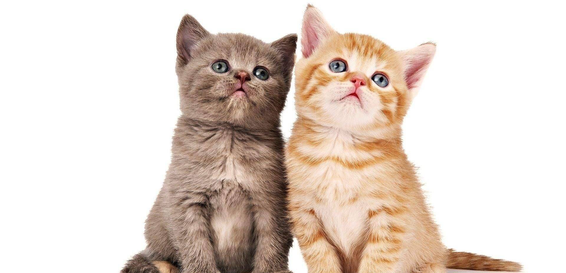 猫咪最新版下载，科技宠物的革命升级，引领智能生活潮流