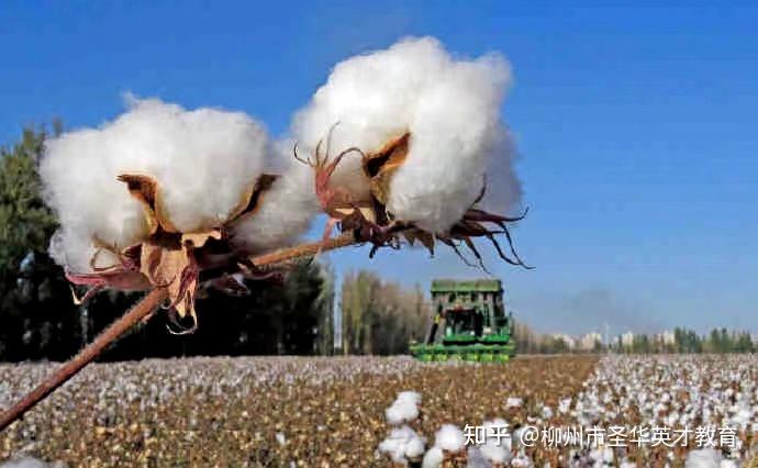 律师营业执照 第13页