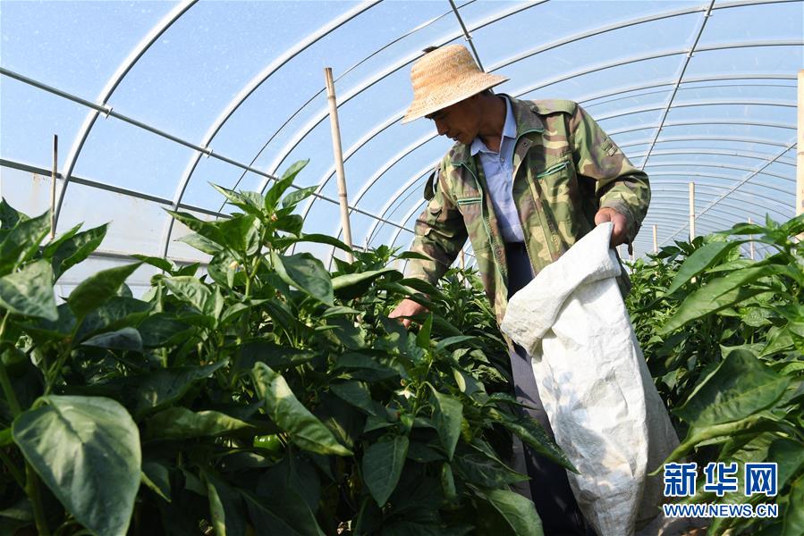 科技重塑农业，最新线椒种子品种带来生活新滋味