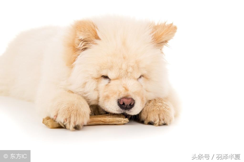 汪汪队最新版全集，萌宠英雄集结，欢乐无限延续！